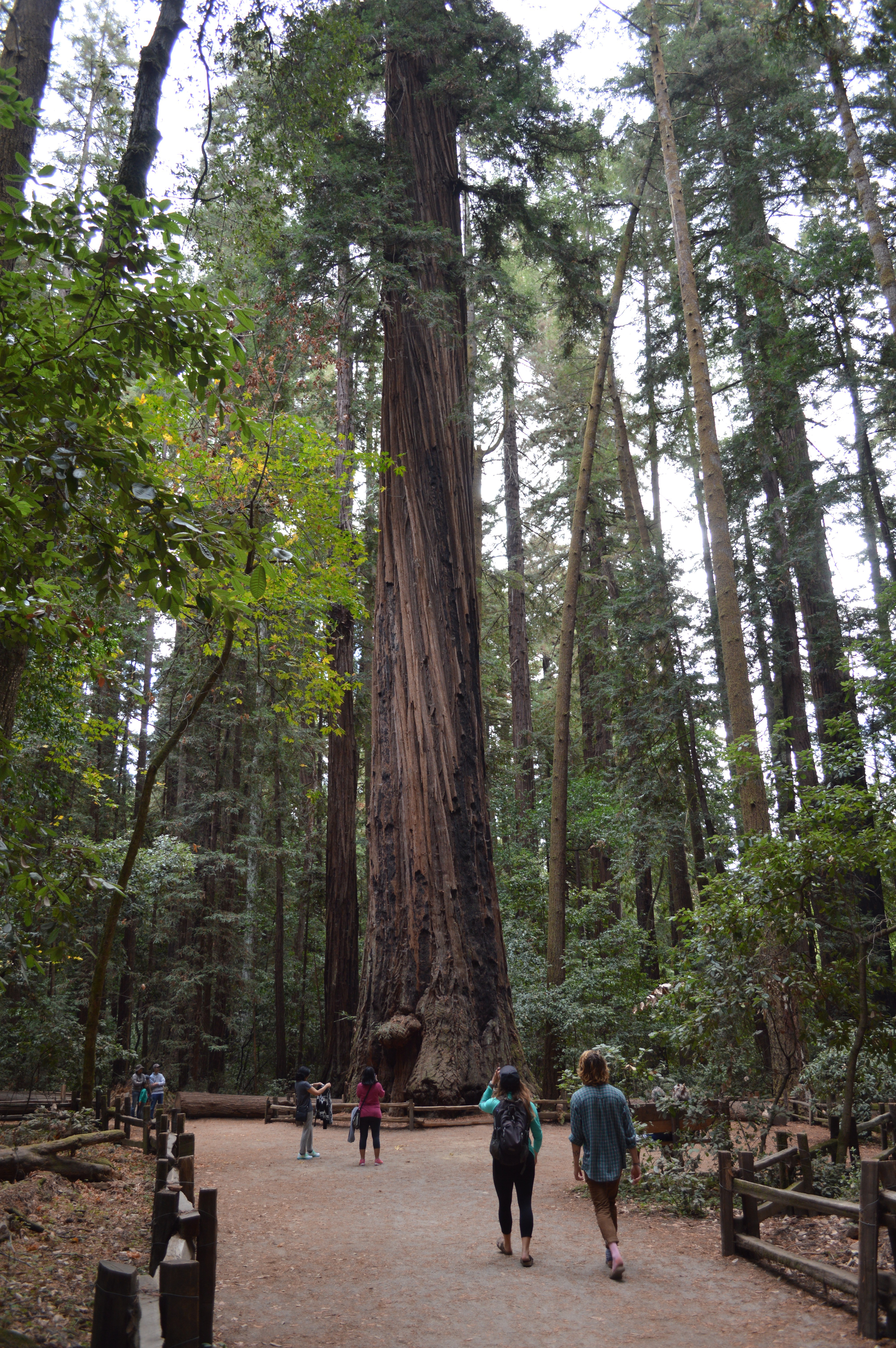 Large Redwood Tree on trail