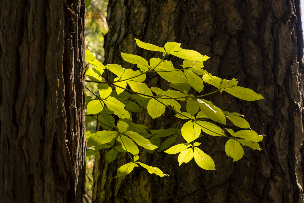 Light on Leaves in the Forest 