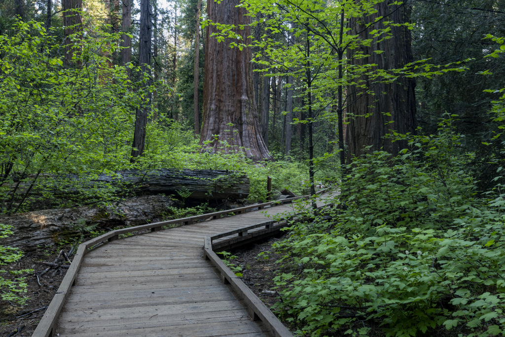 A Section of the North Grove Trail