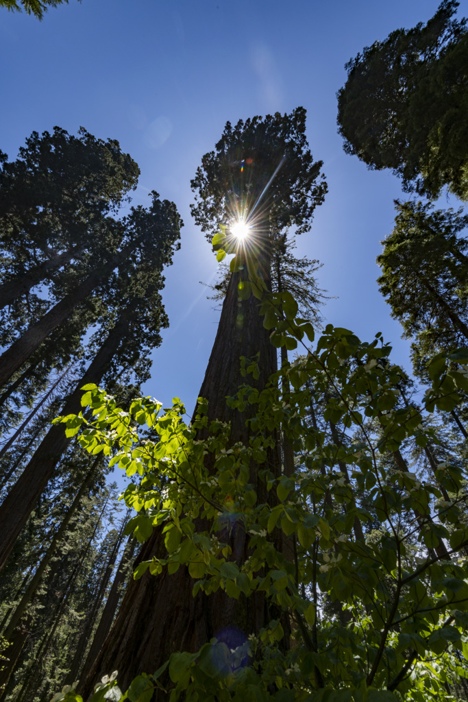 Giant Sequoia with Sun Behind It