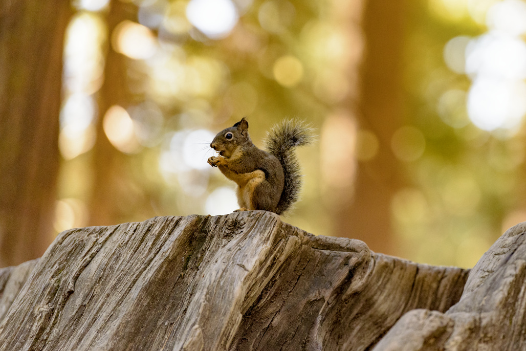 Douglas Squirrel on a Stump