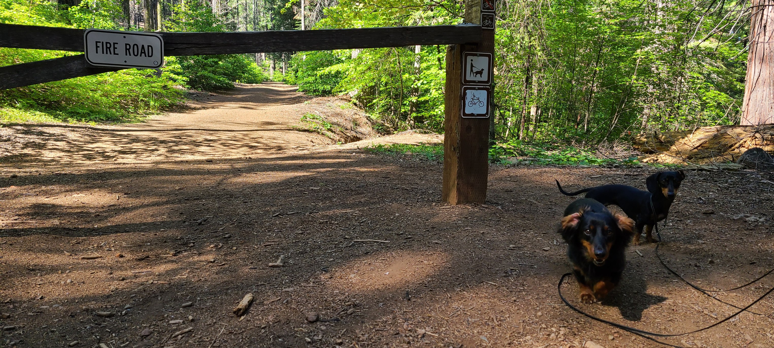 Two Small Dogs at Entrance to Fire Road 