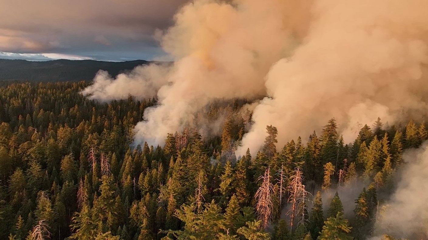 California State Parks and CAL FIRE crews began ignition on a prescribed burn in the South Grove on Oct. 29, 2024