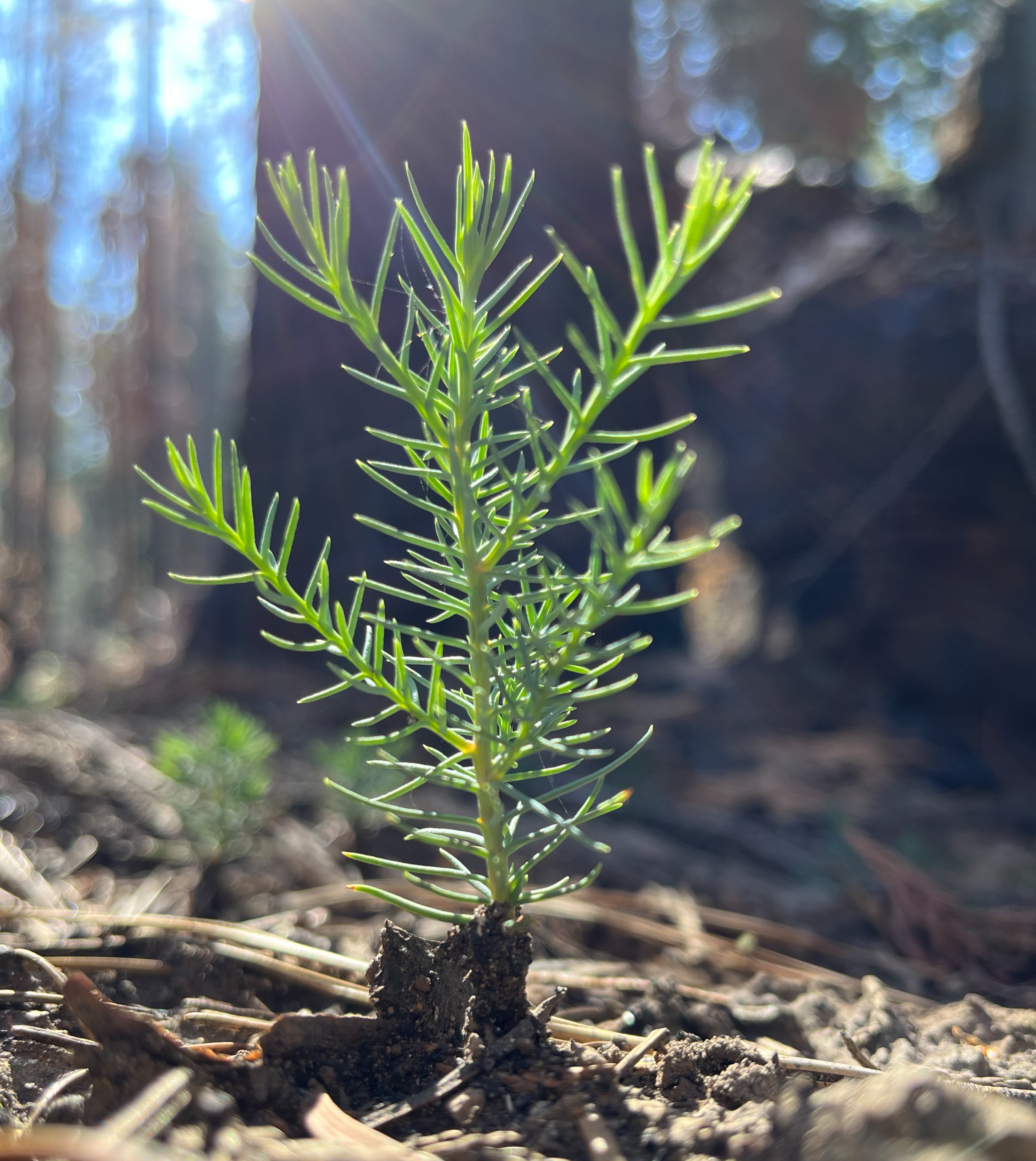 giant sequoia seedling