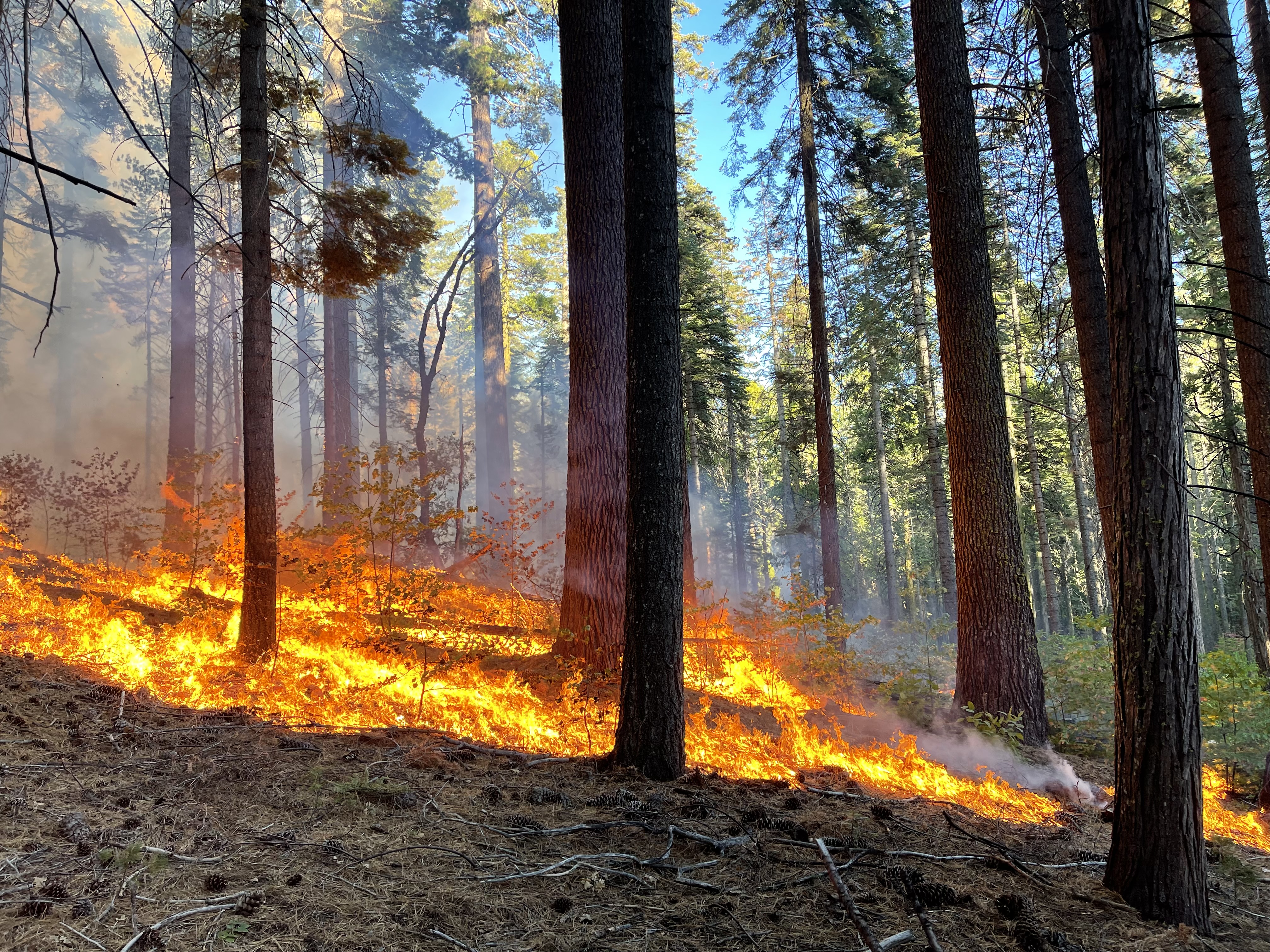 Fire burning and trees