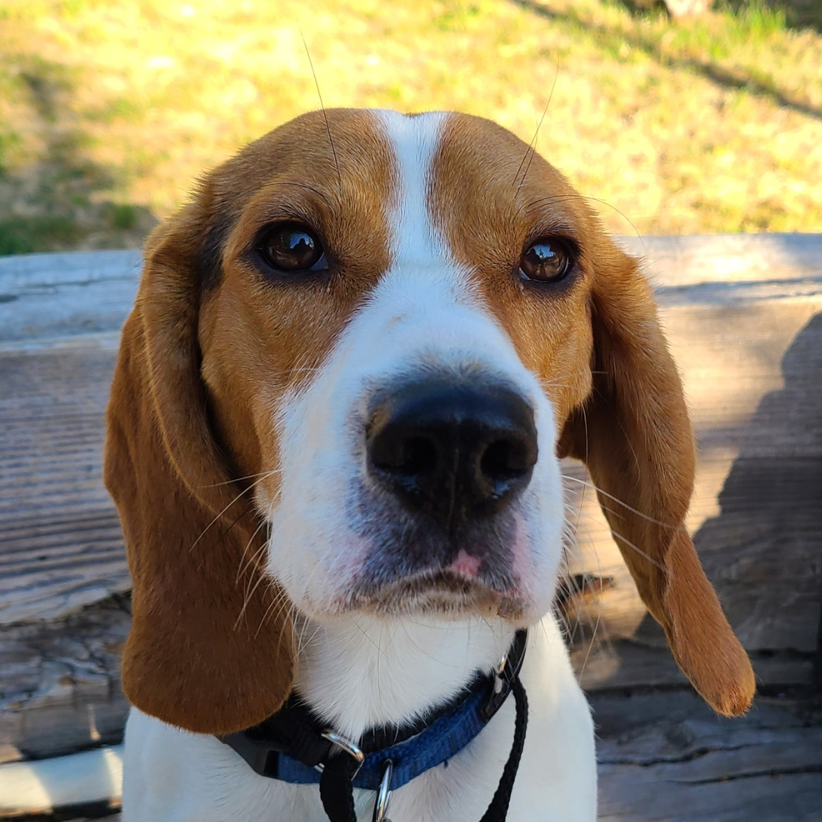 Dogs & Other Pets