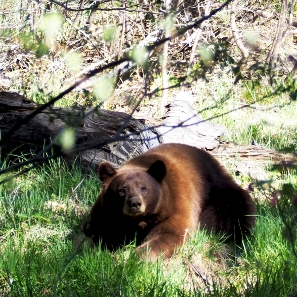 Be Bear Aware