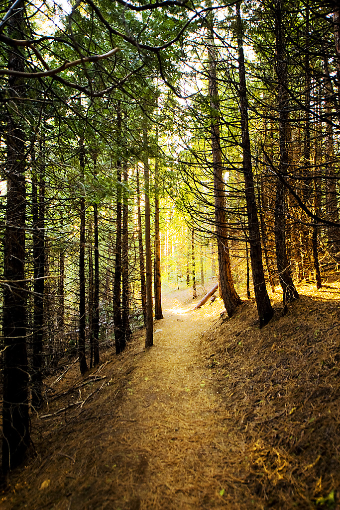 Forest with Sunlight Coming through the Trees 