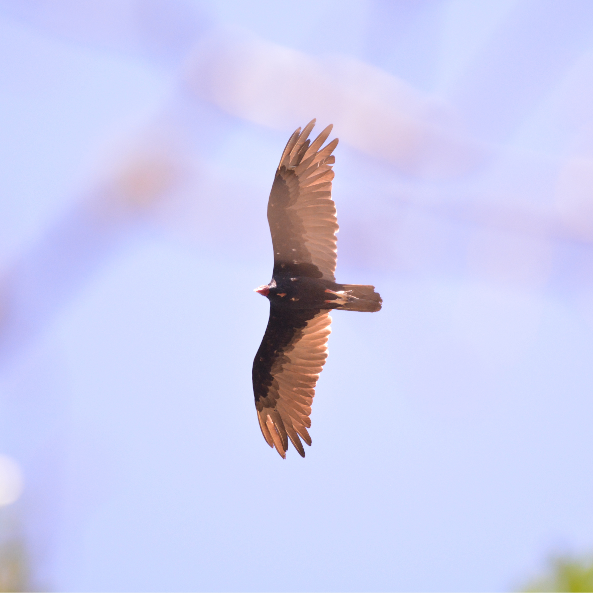 Bird soaring in the sky
