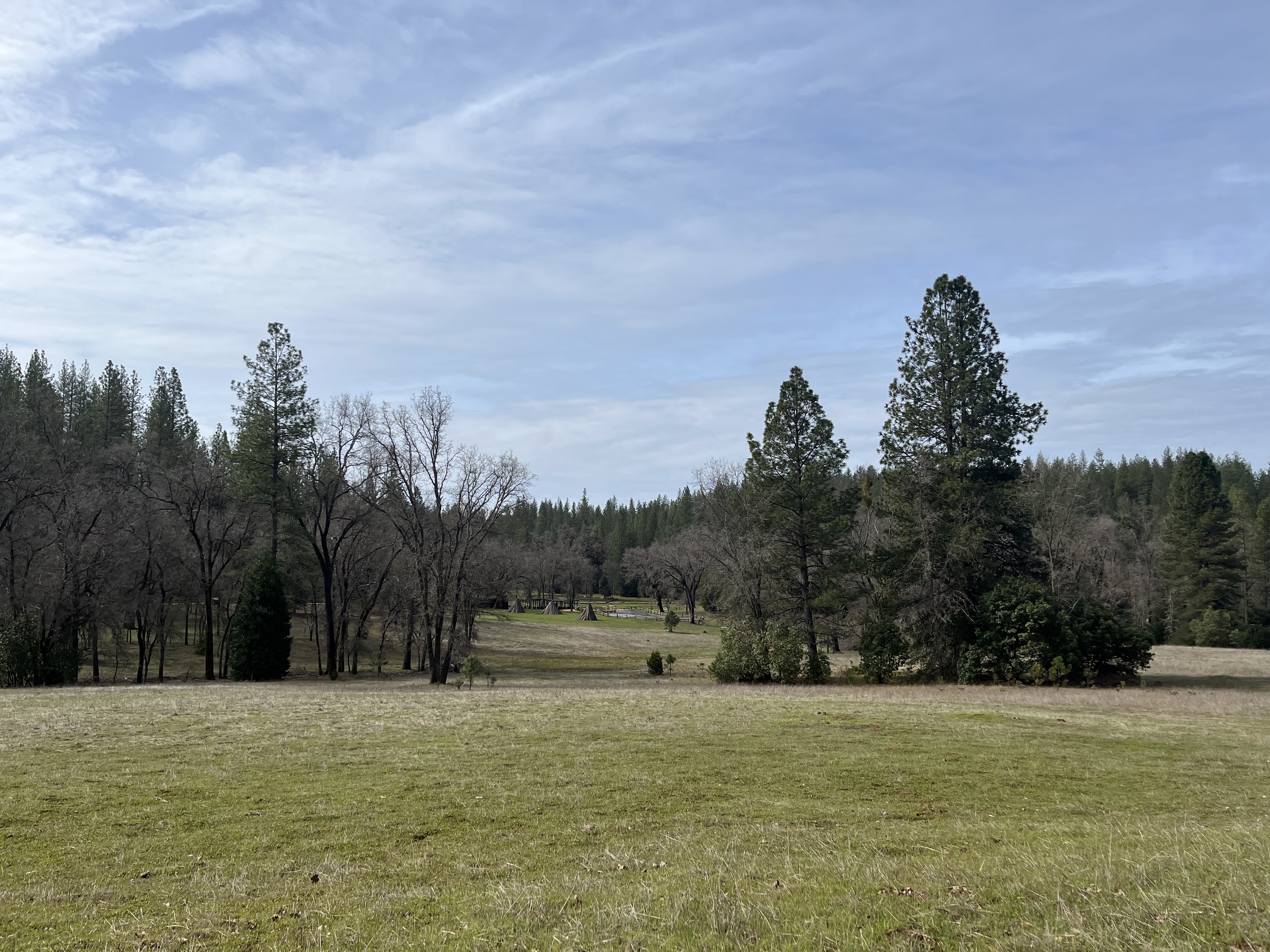 meadow in the park