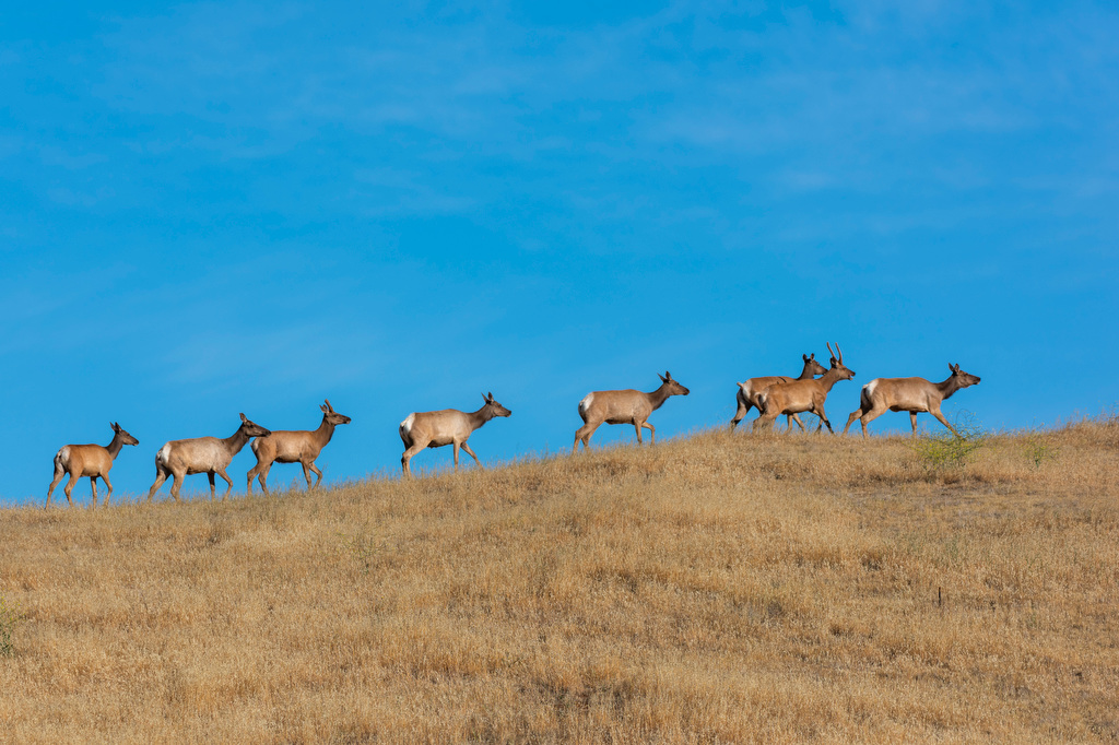 elk herd