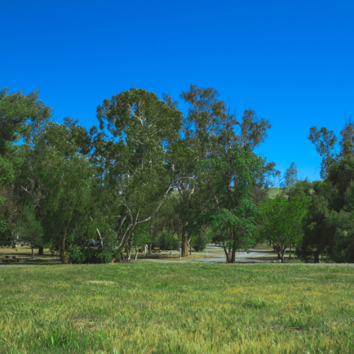 Green grass and trees Green grass and trees