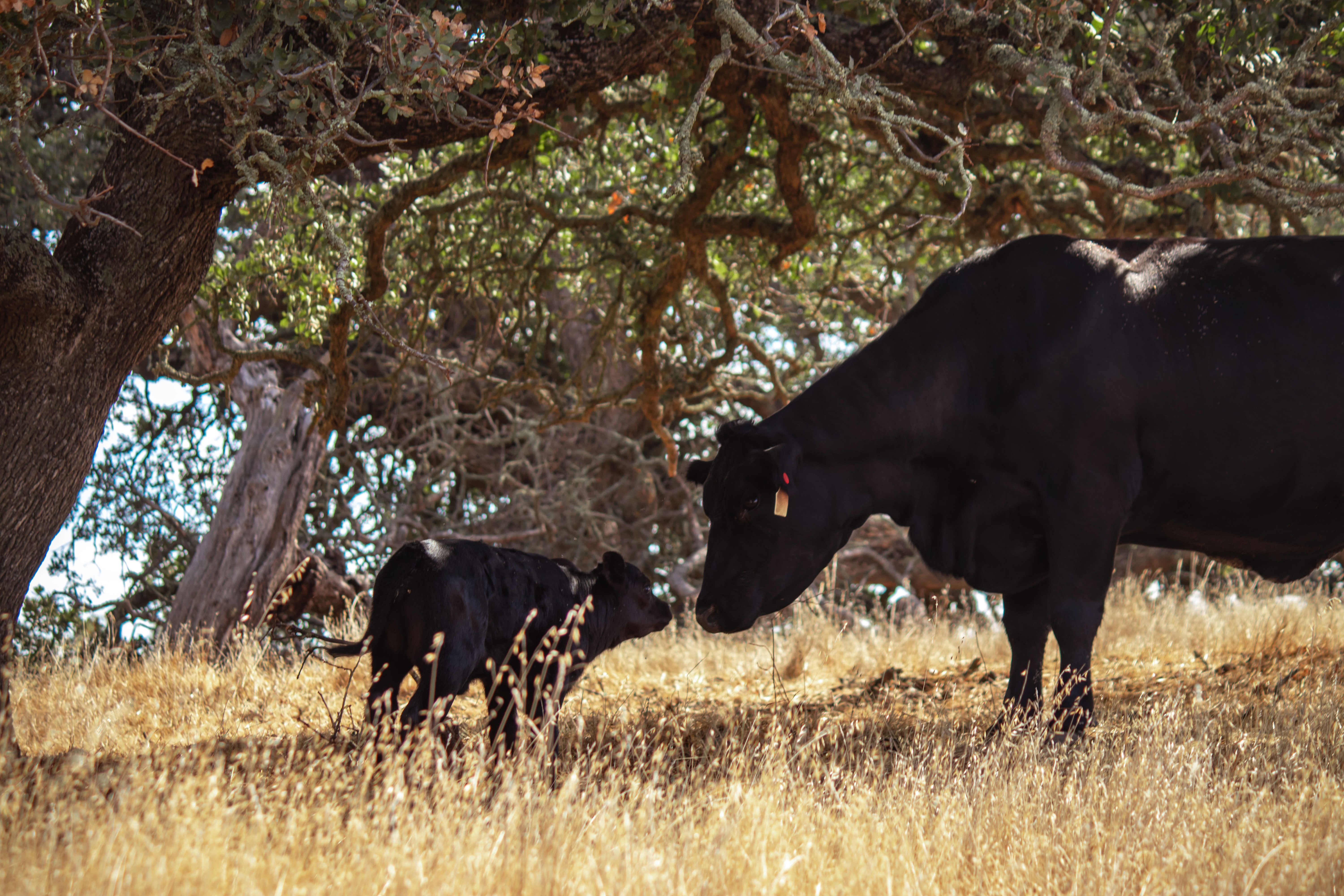 Pacheco Cows