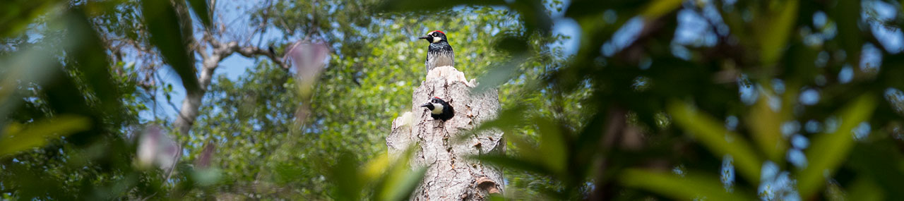 acorn woodpeckers