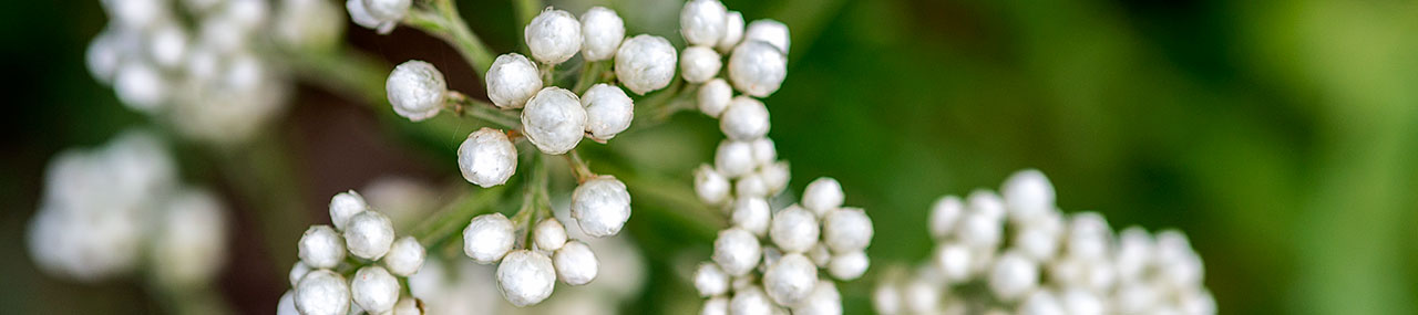 buds
