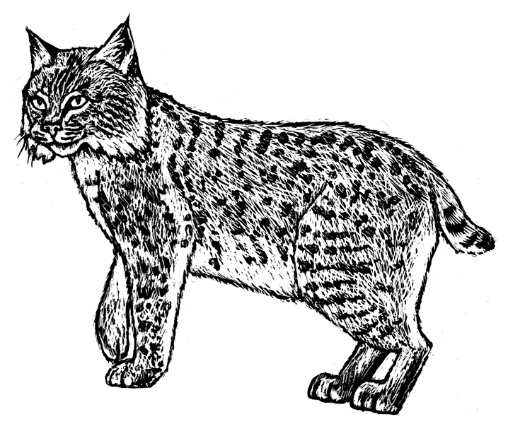 bobcat