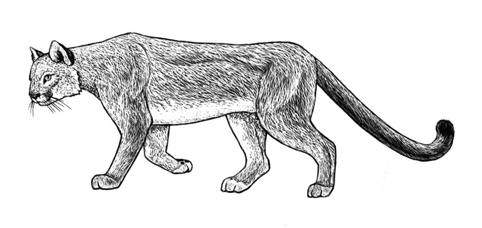mountain lion