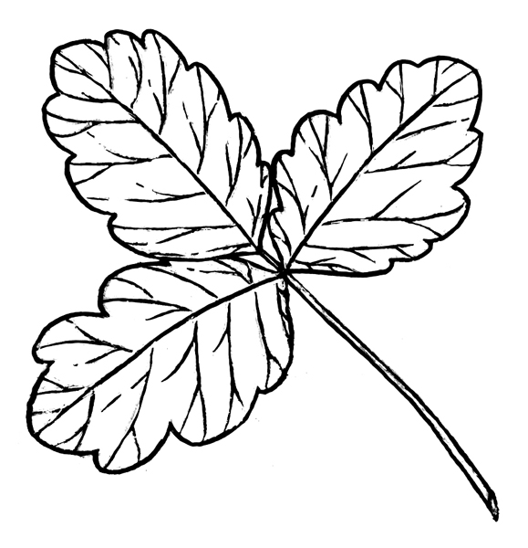 poison oak