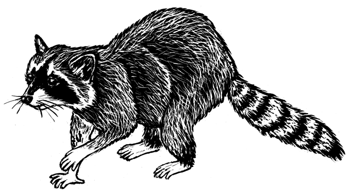 raccoon
