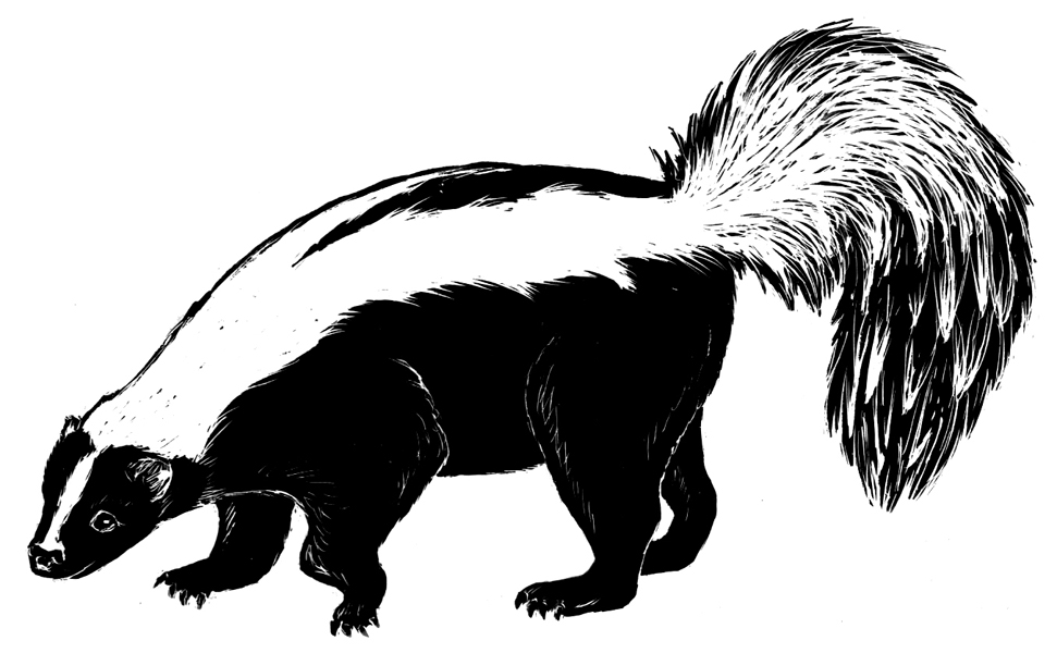 skunk