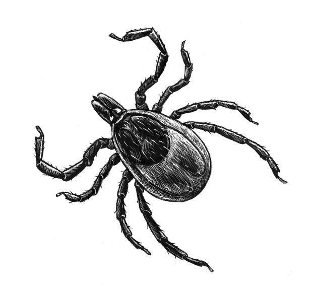 tick