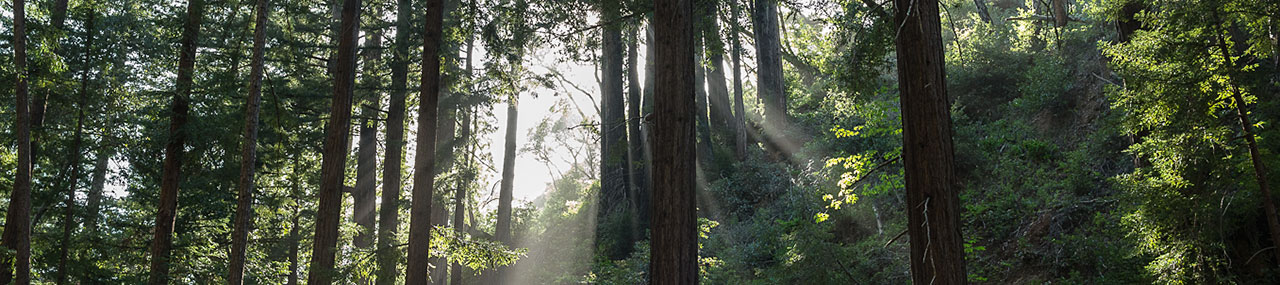 redwoods