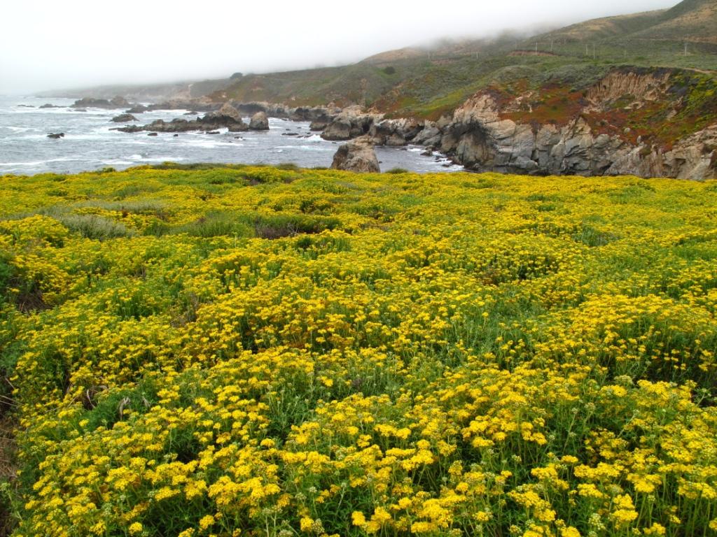 Garrapata Coastal Flowers