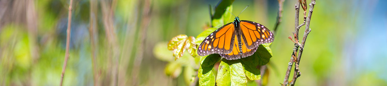 monarch