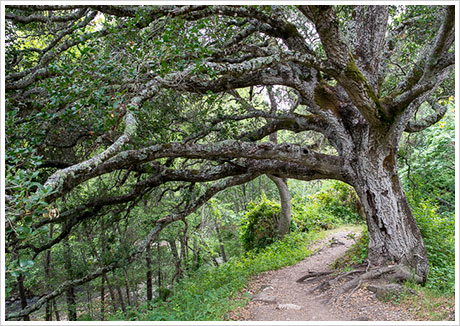 Headlands trail