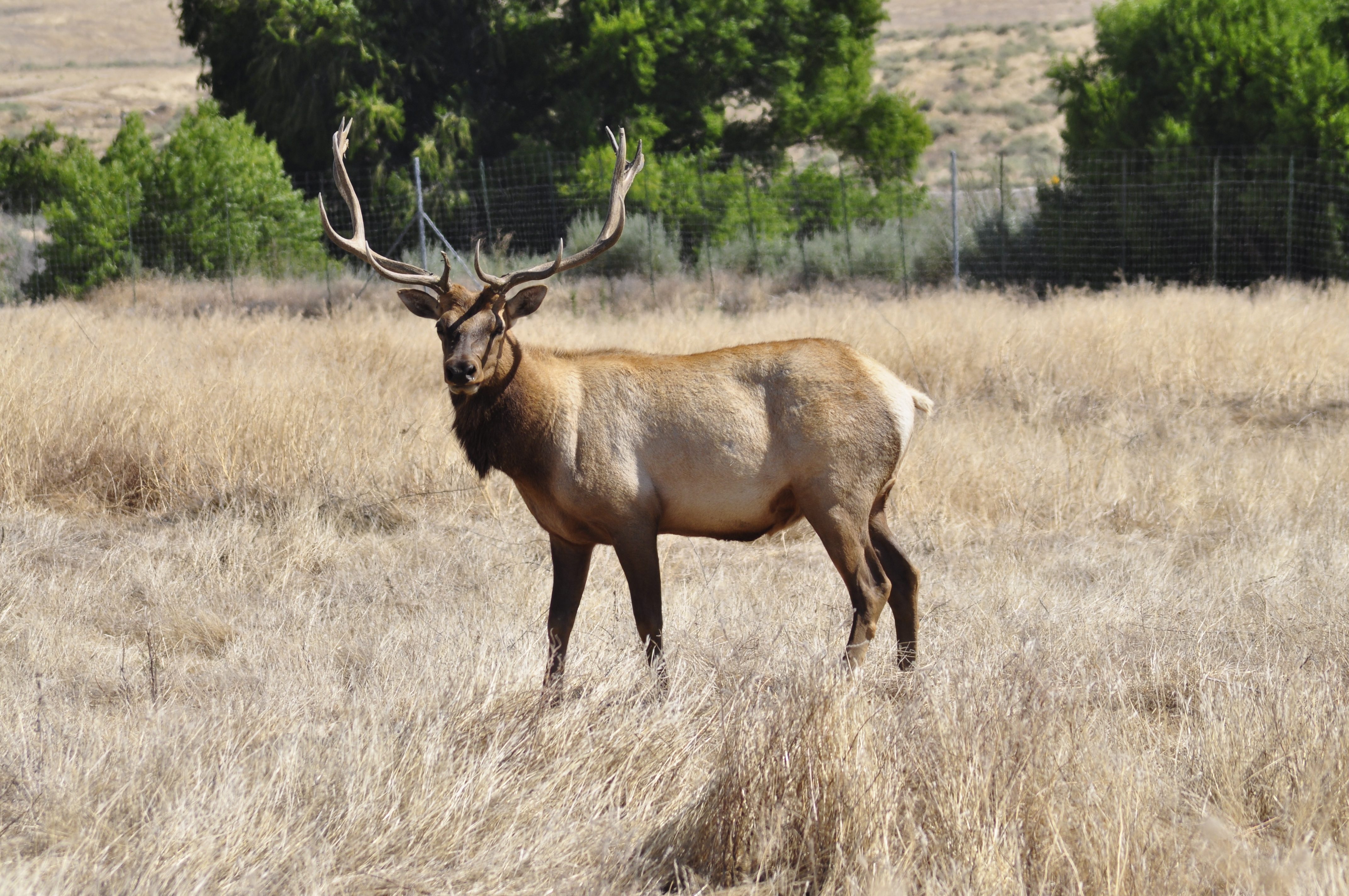 A male tule elk