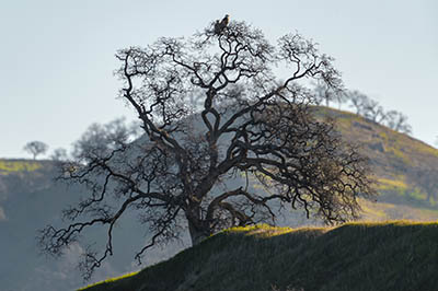 Eagles in tree