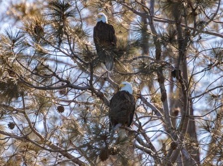 Bald Eagle Tours