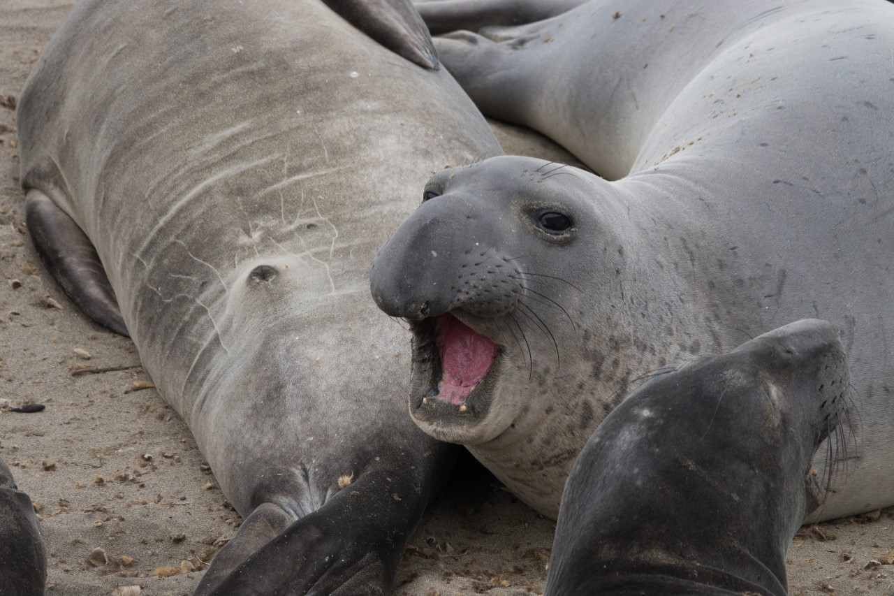 Elephant Seal 2