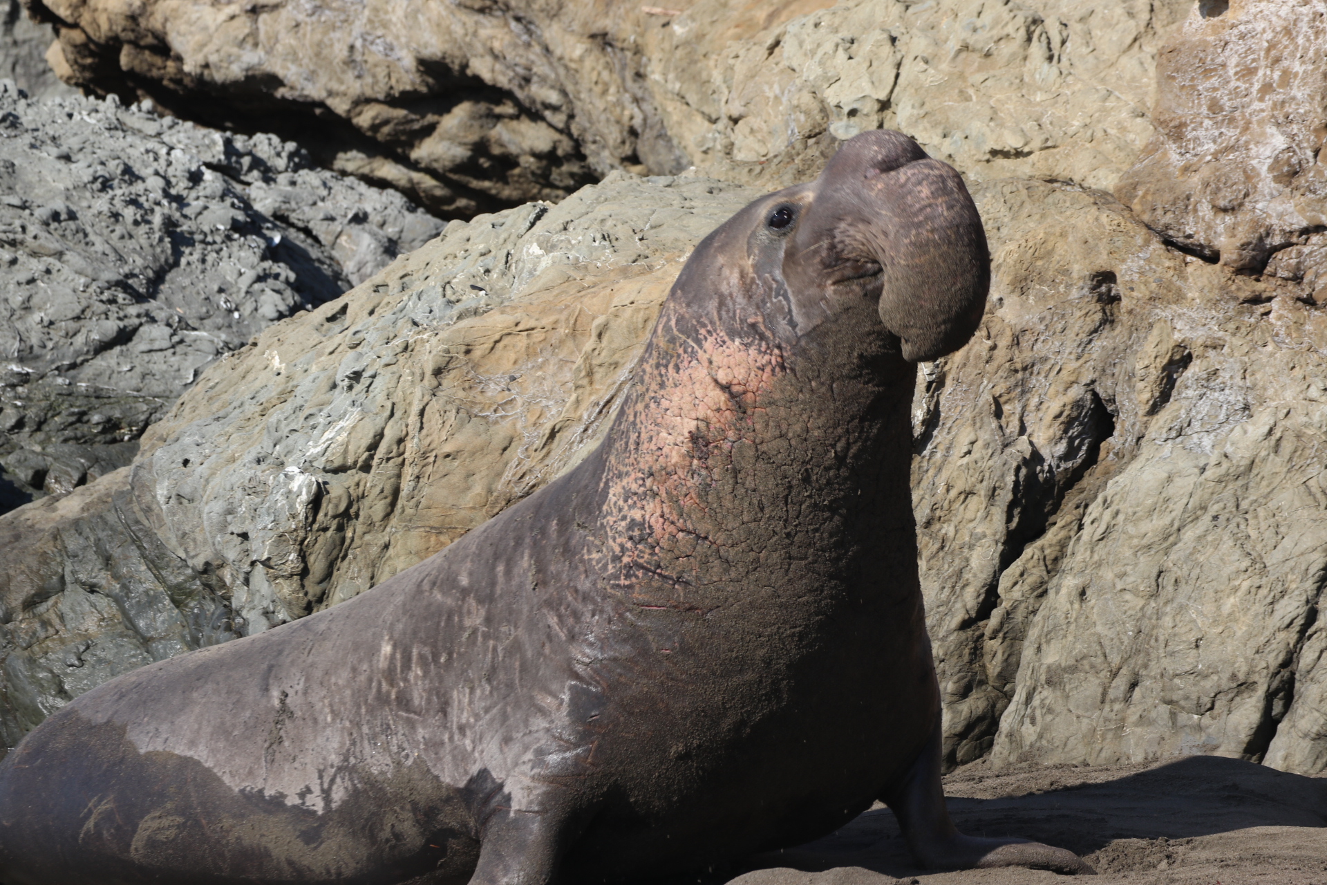Elephant Seal Elephant Seal