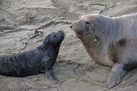 Elephant Seal 3