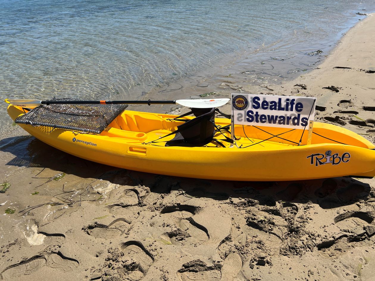 SeaLife Steward kayak