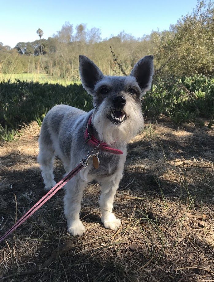 Small dog on trail wearing pink leash