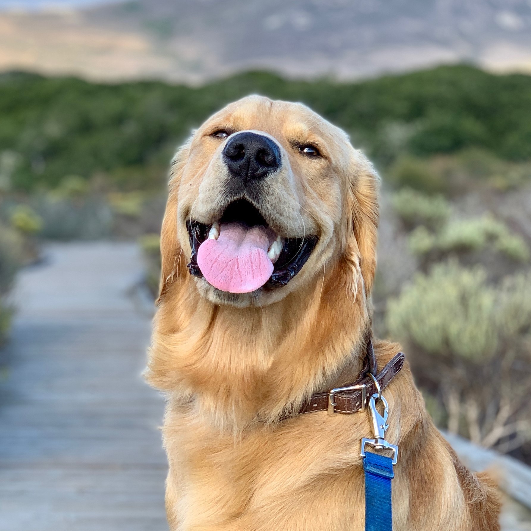 Smiling golden retriever dog with leash on