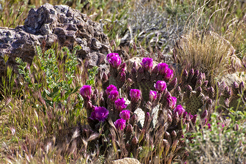 Wildflower Image