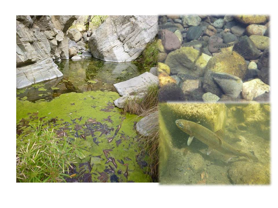 Arroyo Sequit Creek