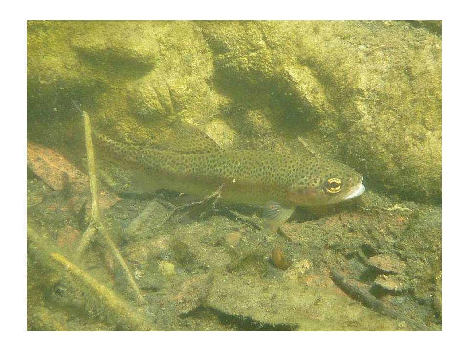 young steelhead trout