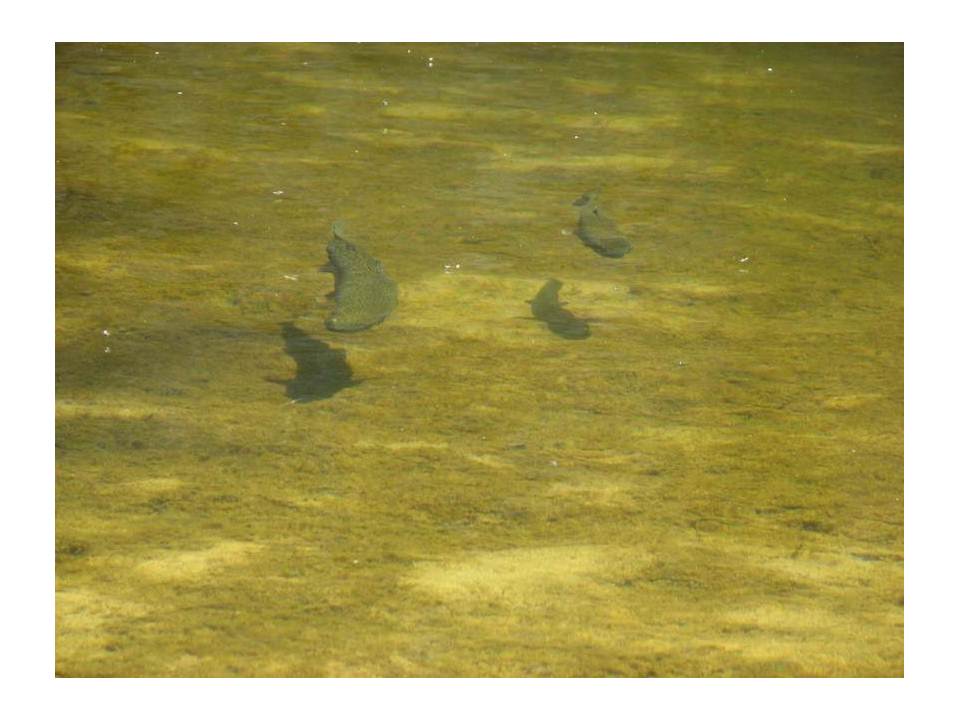 swimming trout