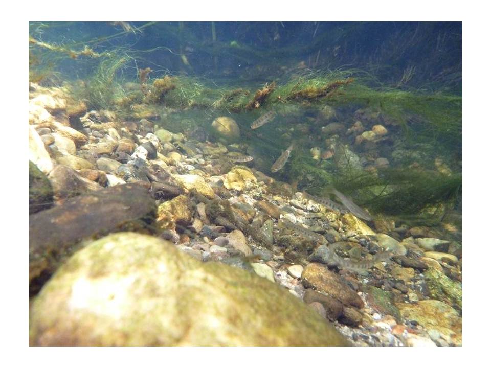 steelhead young underwater