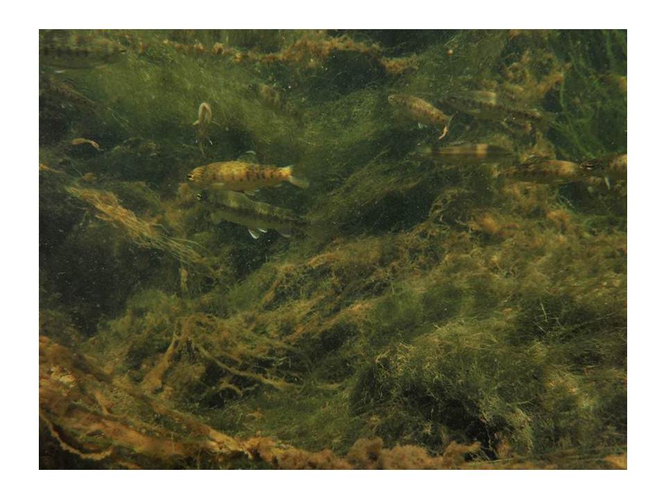 young fish at malibu creek