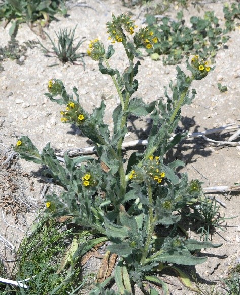 (c) California State Parks