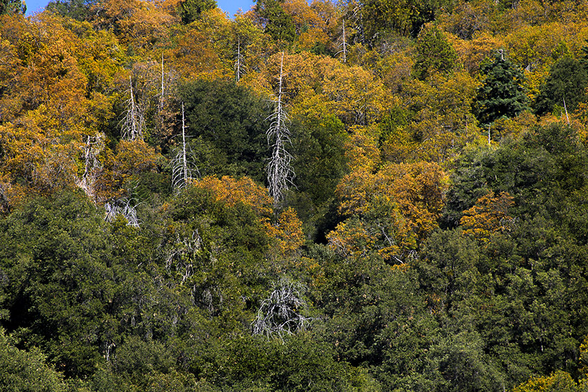 Palomar Mountain Image