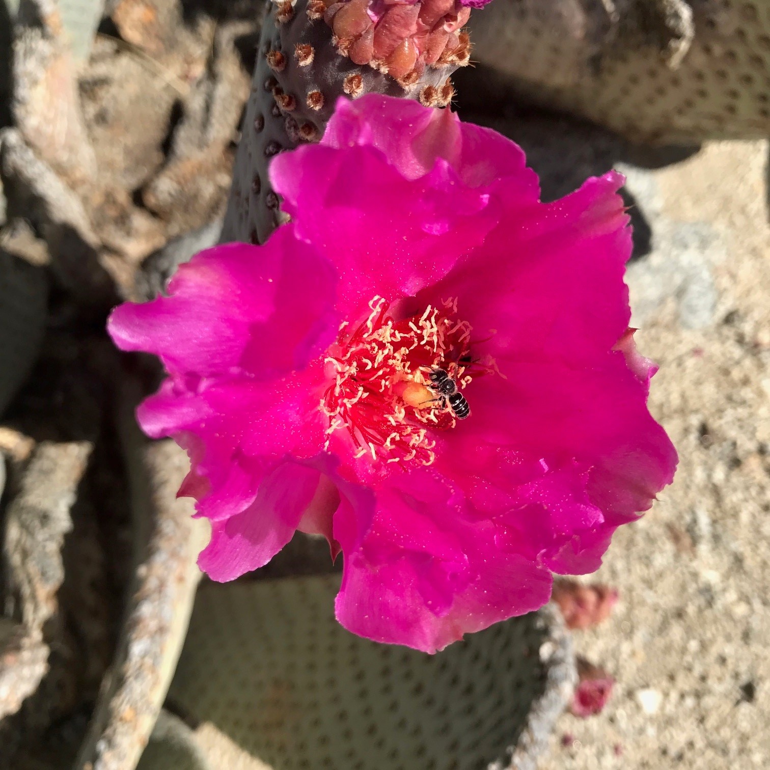 Beavertail Cactus Blossom