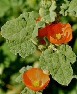 Apricot Mallow