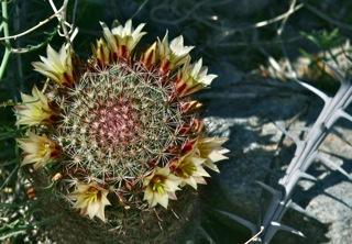 Fishhook Cactus