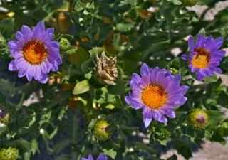 Orcutt Aster by Mike Bigelow